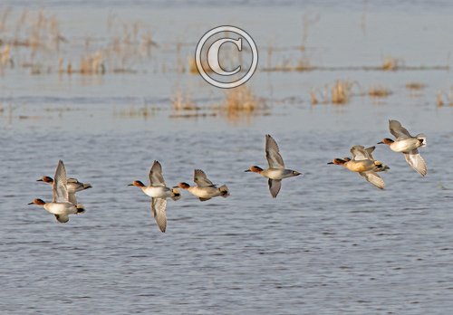 Teal in Flight DM1699